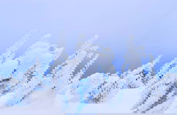 Trilha pelo Parque Nacional de Riisitunturi - Foto 8