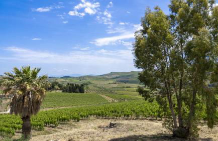 Tenute Nynfà - Foto 3