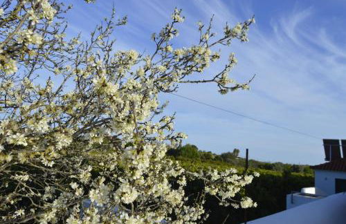 Hortas de Baixo - Foto 17