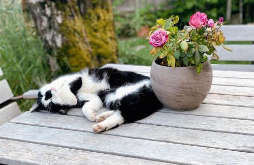 Weitblick Apartment mit Garten - Foto 25