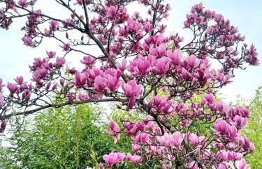 Villa del Pino, Terrazza vista Mare - Foto 34