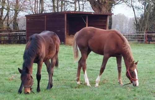 Maison restaurée dans élevage de chevaux, WIFI, Animaux admis - FR-1-497-239 - Foto 21