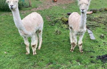 Ruby's Retreat! Farm Stay! North devon! Sleeps 6! Beaches Exmoor! - Foto 72