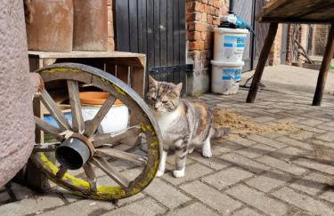 Familienhof Gottschalk - Photo 25