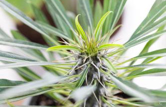 Olive Apartment Crete - Foto 48