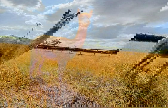 Little Lodge Glamping - Foto 30