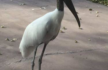 Swimming, Boating, Fishing on Gulf & Heated pool - Foto 75