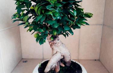 Deluxe Alba - Foto 13