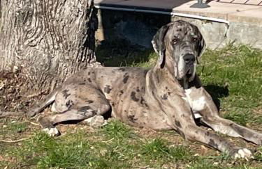 LA BASTIDE DU GINESTE - Poppys - Foto 16