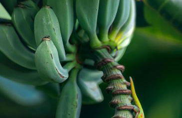 Direct Oceanfront Mauna Loa Shores Honu Elua #508 next to Carlsmith Beach park, Hilo HI - Foto 30