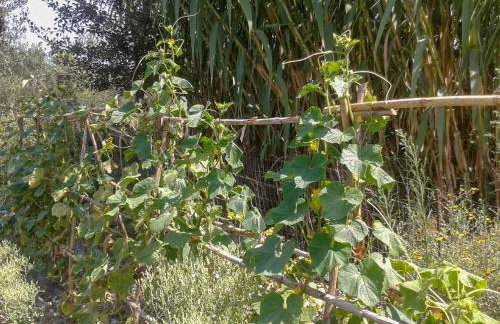 Aroggia Farm - Foto 73