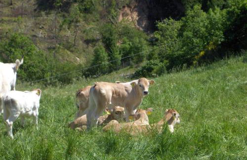 appartamento Colticciola Agriturismo Marche - Foto 27