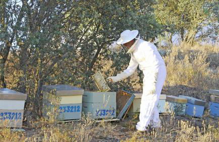 Horta da Quinta - Foto 76