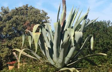 APARTMENT ŽUŽI Otok Silba Hrvatska - Foto 22