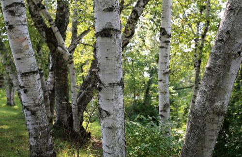 Lakefront Cabin Rental with a Paddle Boat near Wisconsin Dells, Wisconsin - Foto 23