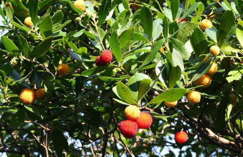 Casa Mattea - Foto 45