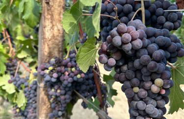 Langhe Wine & Relax - Foto 33