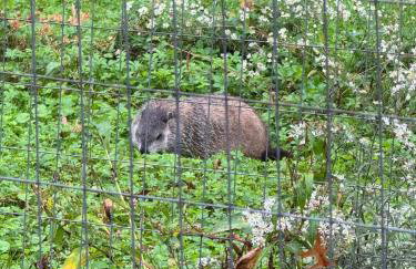 Bucks County Home Farm Philadelphia Dog Friendly - Foto 43