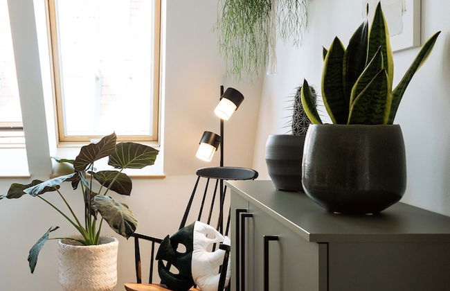 Urban Jungle Apartments - Photo 25