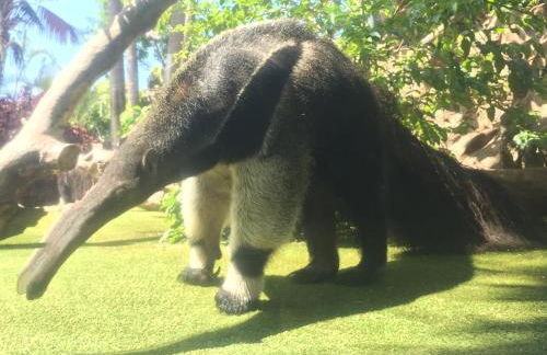 Grande appartamento Tenerife Los Abrigos - Foto 46