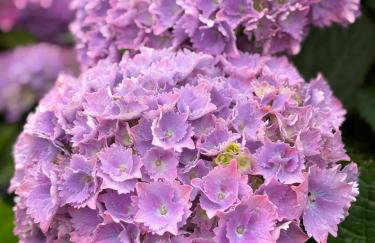 Les hortensias de papy - Foto 24