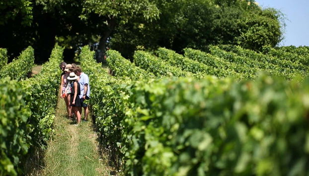 Vigneto di Saint-Émilion