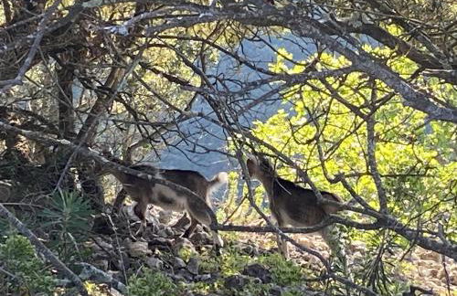 Lézardéchois - Foto 15