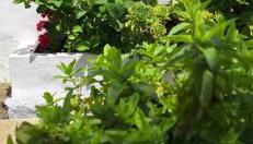 Pateo house - Photo 4