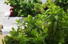 Pateo house - Photo 4