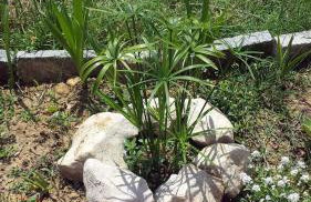 Nina Villa - Foto 76