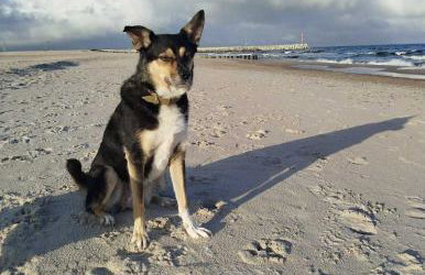 Ferienhaus Sieroslaw polnische Ostsee mit Kamin - Photo 44