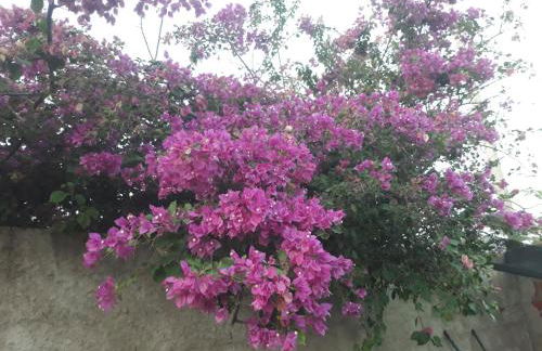 Chales Da Mata - Foto 44