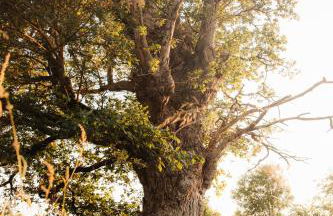 Moulin de la Houssaie - Parc arboré et ses étangs - Foto 20