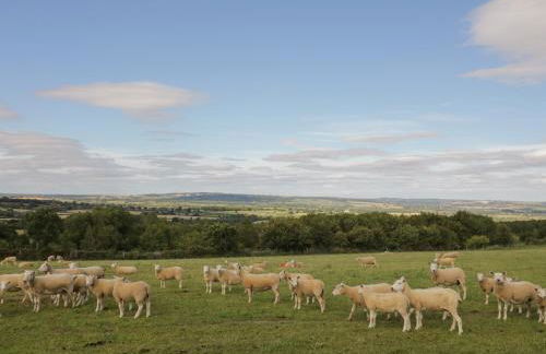 Molly's Bit - Foto 33