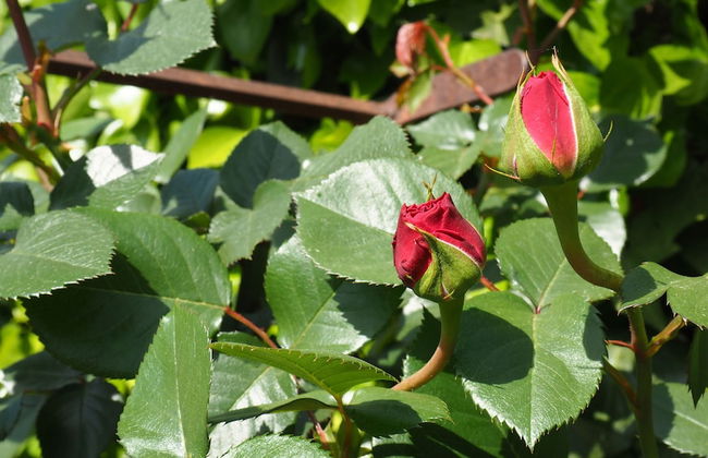 L'Era de Cal Roger - Photo 42