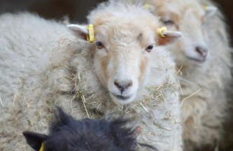 Das Heuhaus - Foto 19