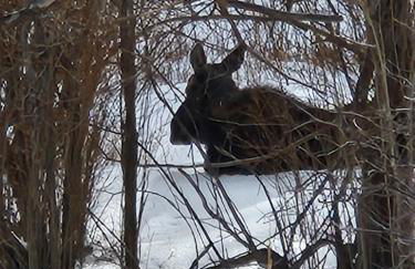 Cozy Mountain Home with Great Views, Deck & WiFi - Photo 39