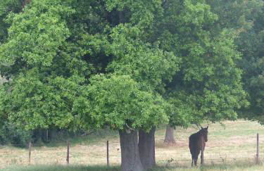 Gites De L'Etang Des Noues - Photo 35