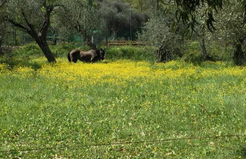 Agriturismo Ada Musso ss - Foto 49