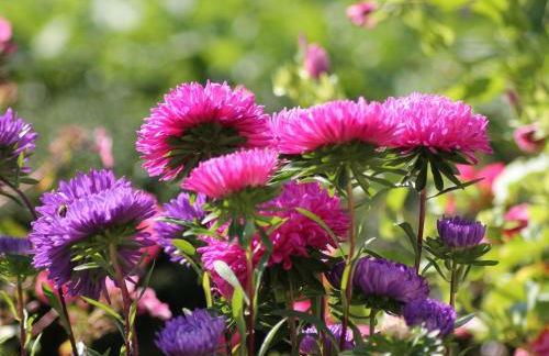 Wohnung in Zarnewanz nahe Ostsee - Foto 40