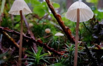 Odenwald Lounge im Naturpark Bergstraße-Odenwald - Photo 24