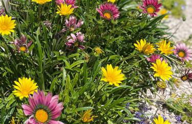 Casa da nascente douro - Foto 42