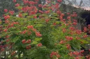 Flat Divina Paz Monte Castelo - Photo 45