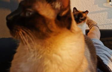 Separate Privat Room in shared Apartment with 2 cats and 1 person - Foto 18