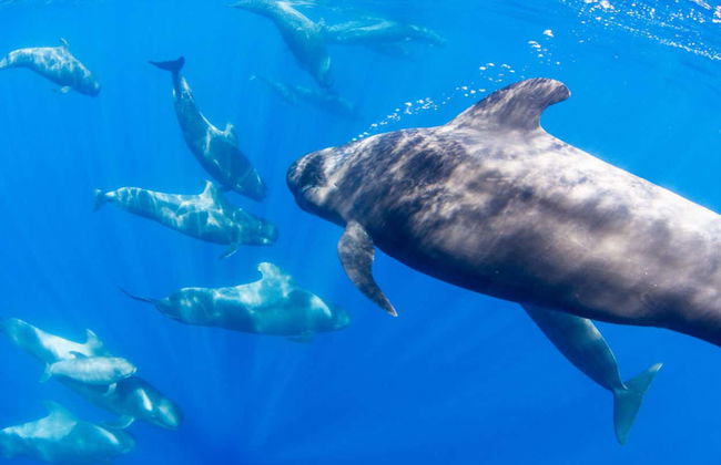 Observation de cetacés à La Restinga - Photo 2