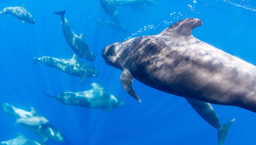 Globicéphales à La Restinga