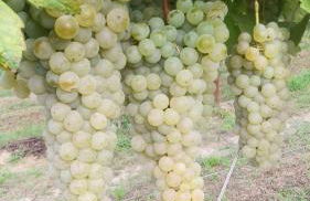 Agriturismo da Natalino - Foto 26