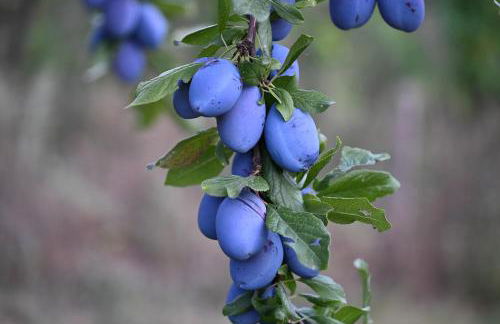 Boutique Bio Agriturismo Casale San Cristoforo - Photo 25