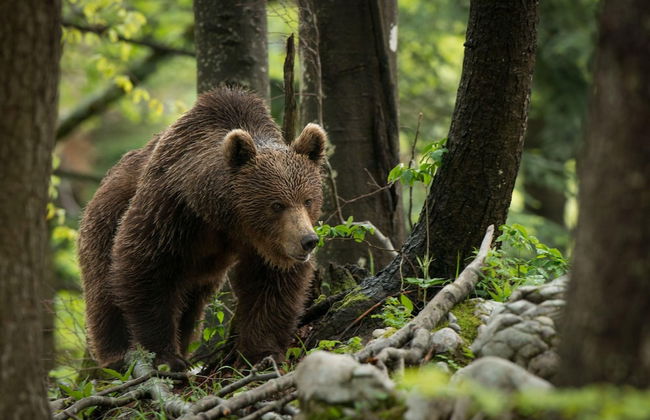 Family Friendly Kra Evec Lodge - Foto 63