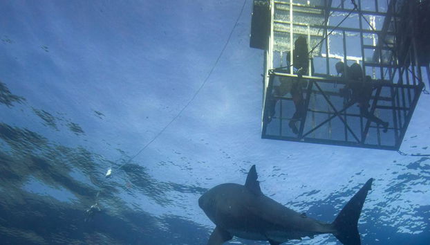 Immersioni in gabbia con i grandi squali bianchi - Tour di un'intera giornata per piccoli gruppi - Foto 3